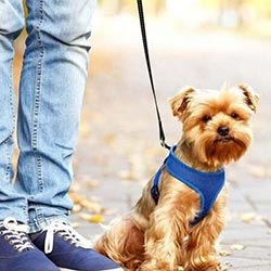 ممنوعیت کامل سگ‌گردانی