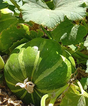 هندوانه گرد – محصول صیفی‌جات تابستانی