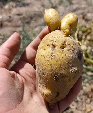 سیب‌زمینی تازه برداشت‌شده – محصول غده‌ای زراعی