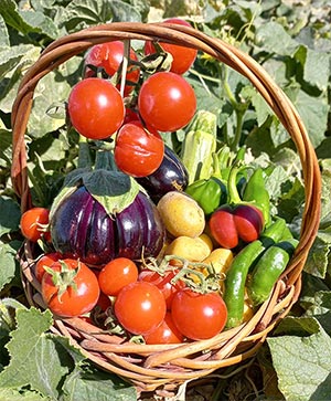 سبد صیفی‌جات تابستانی – گوجه، بادمجان، فلفل، کدو و سیب‌زمینی تازه برداشت‌شده