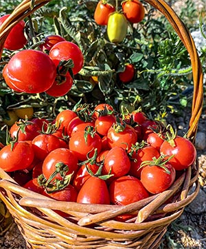 سبد گوجه‌فرنگی گیلاسی – صیفی‌جات تازه و آبدار تابستانی