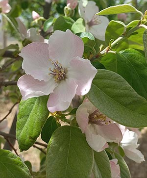 شکوفه درخت به – گل بهاری درختان میوه مناطق معتدل