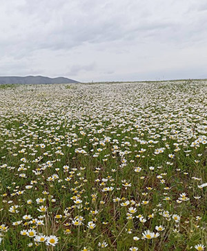 دشتی پوشیده از گل‌های بابونه در هوایی ابری، منظره‌ای آرام و روستایی را به تصویر کشیده است.