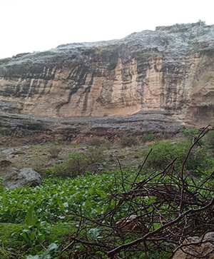 تصویر، صخره‌ای بلند را نشان می‌دهد که در پای آن گیاهان سبز و شاخه‌های خشکیده دیده می‌شوند؛ منظره‌ای بکر و طبیعی در دل کوهستان.