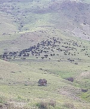 گله دام در مرتع کوهستانی – چراگاه بهاری در دامنه‌های سرسبز