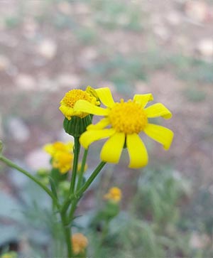 گل زرد وحشی در مرتع – شکوفه بهاری از خانواده کاسنیان