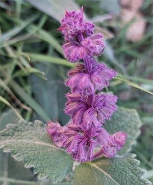 گل بنفش کوهی – گیاه دارویی از تیره نعناعیان در دامنه‌های مرتفع