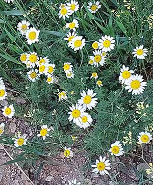 بابونه وحشی در طبیعت – گیاه دارویی آرام‌بخش و خوش‌رنگ در دل دشت