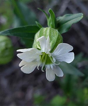 گل سفید علفی – شکوفه‌ ظریف گیاهان خودرو در طبیعت کوهستانی