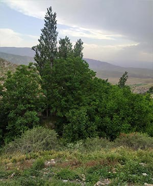 تصویر سوم