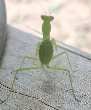 حشره‌ی سبز دعاخوان روی طاقچه‌ی چوبی در فضای روستایی نشسته، آماده‌ی شکار یا استتار در طبیعت.