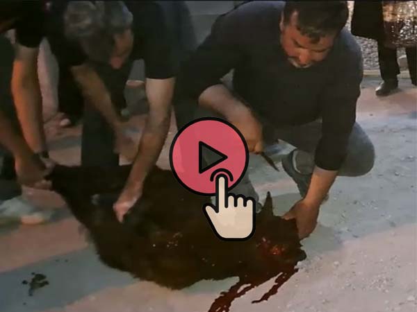 مراسم تاسوعا ، بخش ششم ، اهدای قربانی توسط آقای نادر سلطانی ، ذکر مصیبت حضرت عباس(ع) توسط آقای سعید آقاجانی